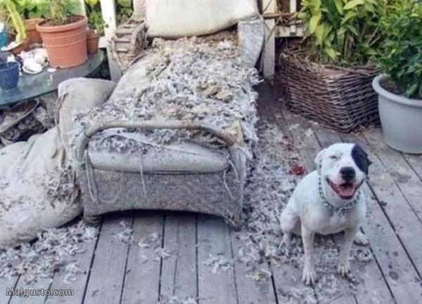 Consejos para evitar que tu perro muerda los muebles - Perros adultos que muerden muebles