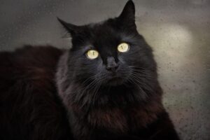Nombres Para Gatos Negros: Nombres Espeluznantes, únicos Y Lindos