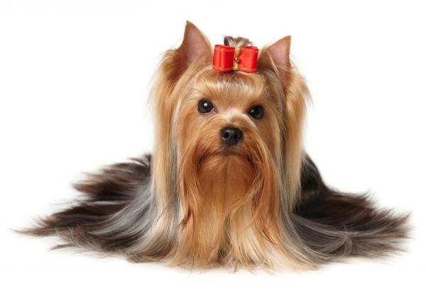 Tipos de pelo de perro y cómo cuidarlos - Abrigo largo 