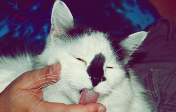 15 cosas que debes saber sobre los gatos - 3. Los gatos te lamen