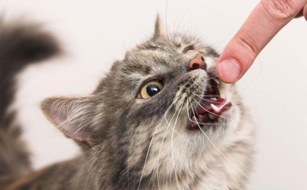 15 cosas que debes saber sobre los gatos - 6. Tu gato decidirá cuándo debes dejar de preocuparte por él