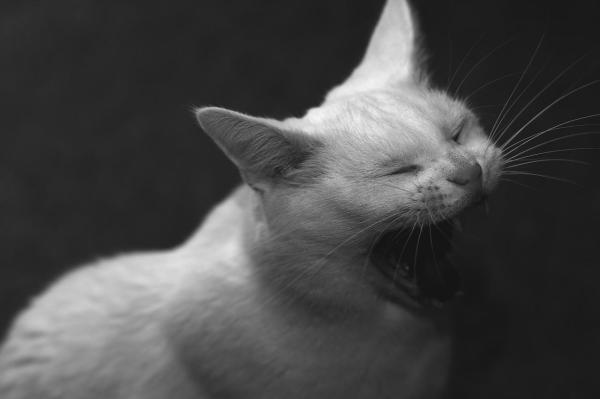 15 cosas que debes saber sobre los gatos - 7. A los gatos les encanta hablar