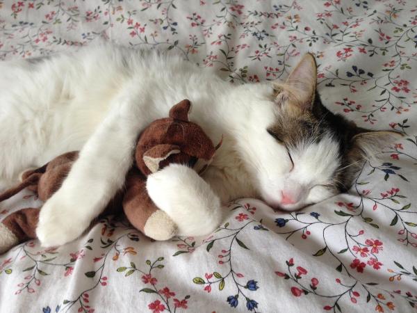 15 cosas que debes saber sobre los gatos - 4. Los gatos aman sus peluches