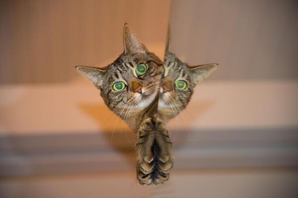 15 cosas que debes saber sobre los gatos - 9. Los gatos pueden ser algo... persistentes