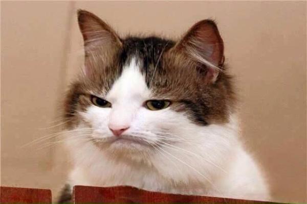 15 cosas que debes saber sobre los gatos - 13. Los gatos son divertidísimos