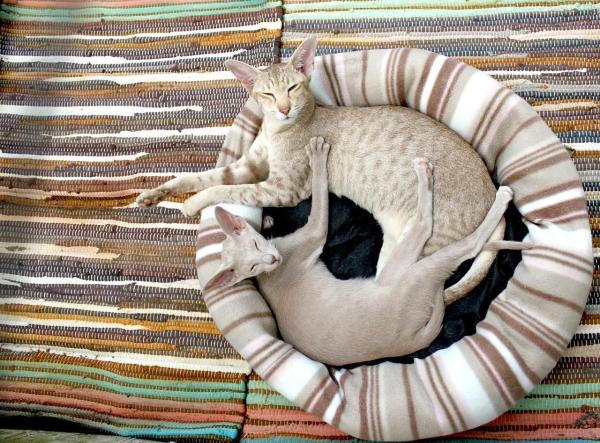 15 Cosas que debes saber sobre los gatos - 15. Tener un gato te hace vivir más