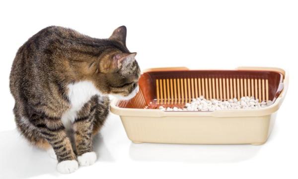 Cómo entrenar a un gato con la arena: si su gato aún se niega a usar la caja de arena...