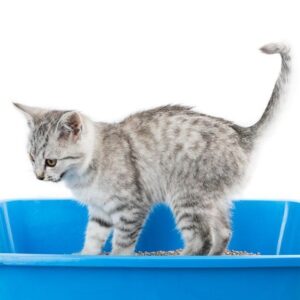 Entrenamiento De Arena Para Un Gato