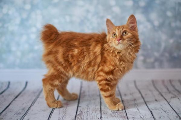 Tipos de razas de gatos sin cola: Bobtail americano