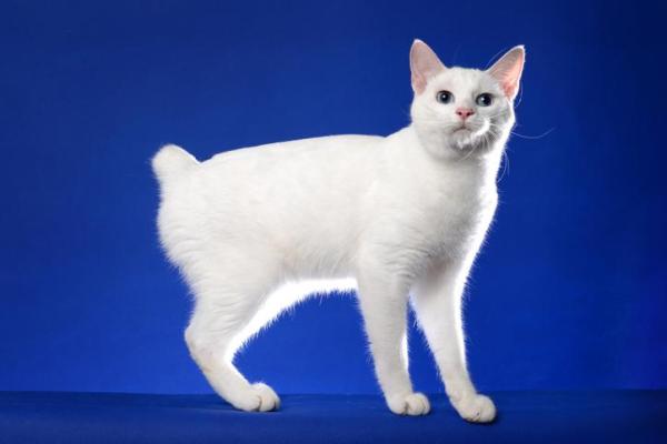 Tipos de razas de gatos sin cola: Bobtail japonés