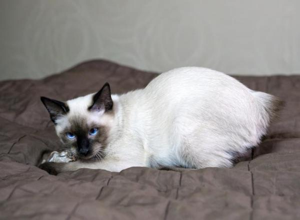 Tipos de razas de gatos sin cola - Mekong Bobtail