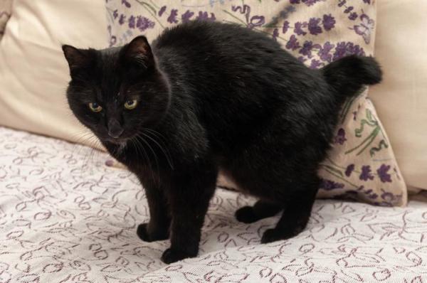 Tipos de razas de gatos sin cola: Bobtail Kuriliano