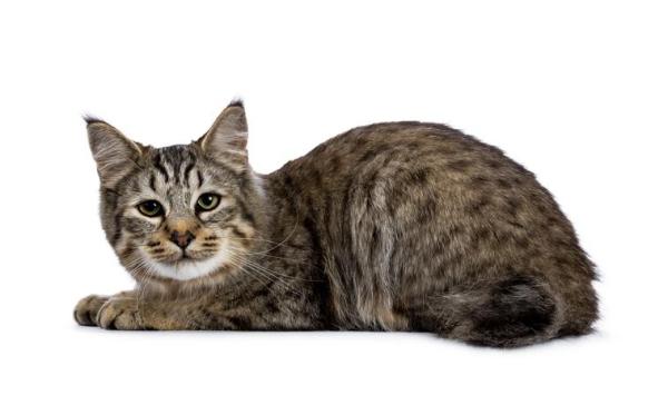 Tipos de razas de gatos sin cola: Pixie-bob