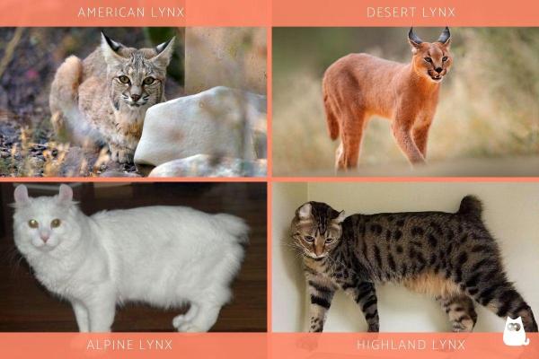 Tipos de razas de gatos sin cola: razas de gatos domésticos Lynx