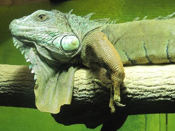 Iguanas Verdes como Mascotas: Pautas y Consejos Generales - Tener una iguana doméstica: Cosas a tener en cuenta