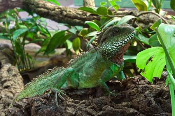 Iguanas verdes como mascotas: pautas y consejos generales - Entrenando a tu iguana mascota