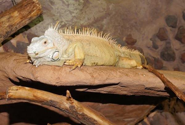 Iguanas verdes como mascotas: pautas y consejos generales - Cómo mantener saludable a una iguana como mascota