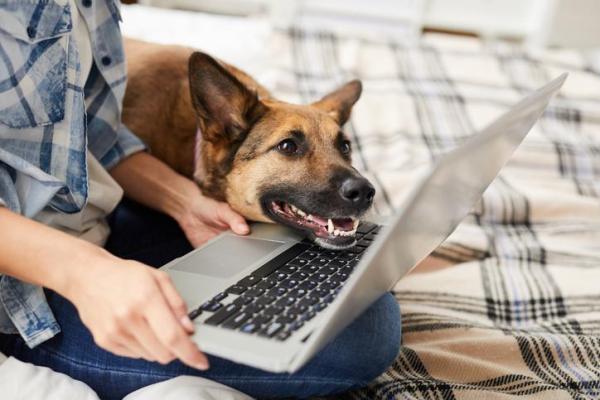 ¿Por qué mi perro se apoya en mí? - ¿Está bien? - ¿Por qué mi perro se apoya en mí? - Otras causas