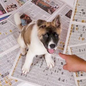Entrenamiento Con Papel Para Cachorros