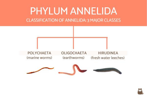 Tabla de clasificación de invertebrados con definiciones y ejemplos - Clasificación de anélidos
