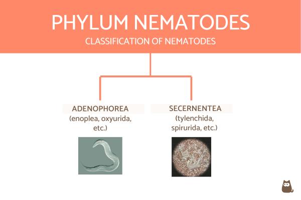 Tabla de clasificación de invertebrados con definiciones y ejemplos - Clasificación de nematodos