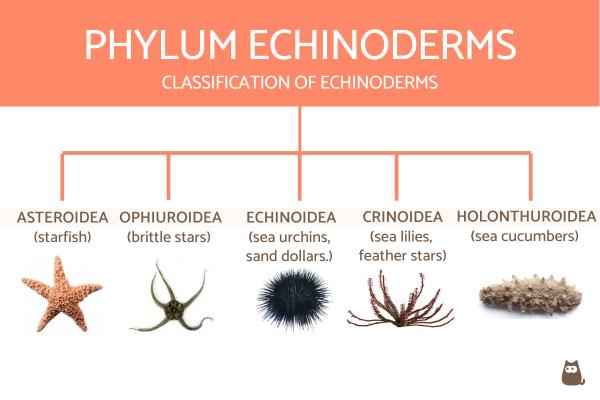 Tabla de clasificación de invertebrados con definiciones y ejemplos - Clasificación de equinodermos