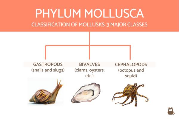 Tabla de clasificación de invertebrados con definiciones y ejemplos - Clasificación de moluscos