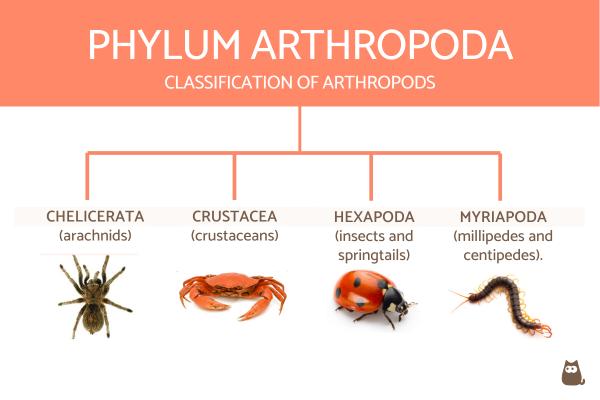Tabla de clasificación de invertebrados con definiciones y ejemplos - Clasificación de artrópodos