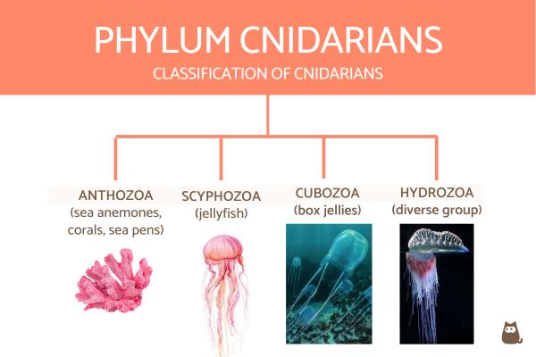 Tabla de clasificación de invertebrados con definiciones y ejemplos - Clasificación de cnidarios