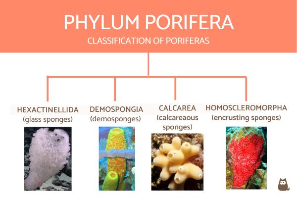 Tabla de clasificación de invertebrados con definiciones y ejemplos - Clasificación de poríferas