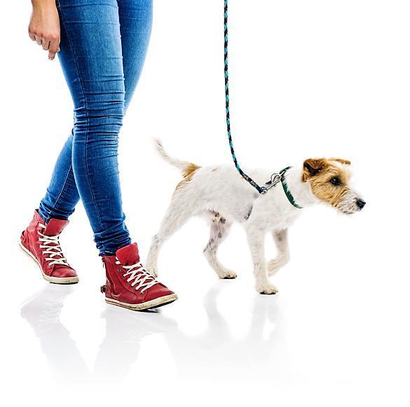 Cómo Enseñarle a Tu Perro a Caminar a Tu Lado