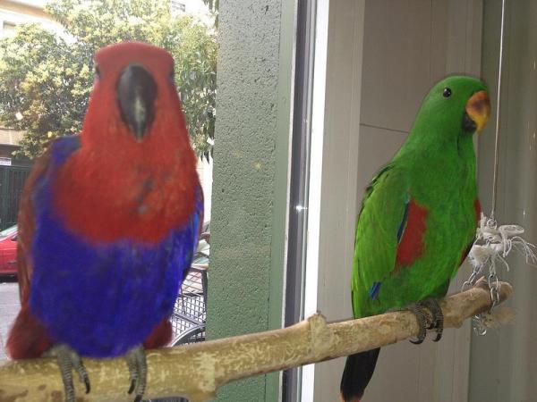 Diferencias entre loros machos y hembras - Dimorfismo sexual en loros eclectus