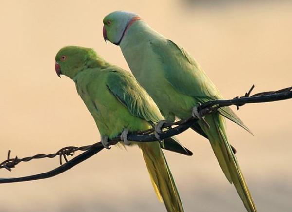 Diferencias entre loros machos y hembras - Dimorfismo sexual en los periquitos de anillos rosas