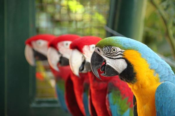 Diferencias entre loros machos y hembras - Otras formas de distinguir entre loros machos y hembras