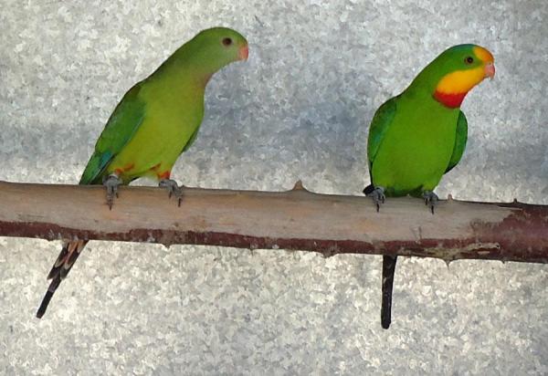 Diferencias entre loros machos y hembras - Otros loros australianos
