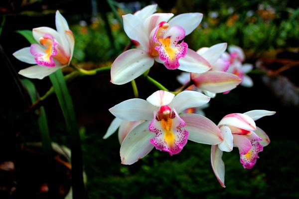 Reproducción Sexual en Animales y Plantas - Tipos de reproducción sexual en plantas