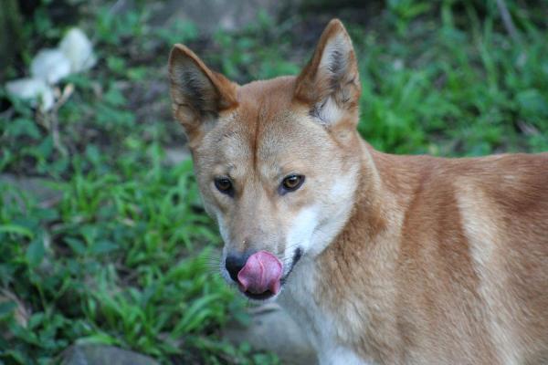 Los dingos como mascotas: pautas y consejos generales - ¿Qué comen los dingos?