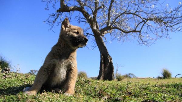 Dingos como mascotas: pautas y consejos generales - Adoptando dingos en Australia