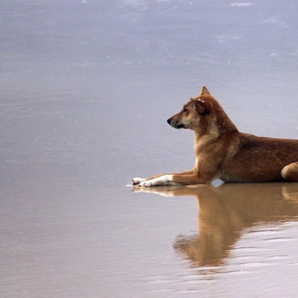 Dingo Como Mascota: Pautas Y Consejos Generales