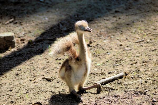 Avestruces como mascotas: pautas y consejos generales - Cría de avestruces domésticos