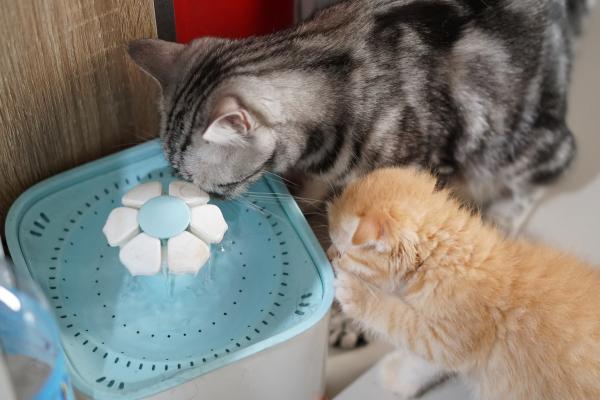 ¿Por qué los gatos tocan el agua? - Problemas de salud
