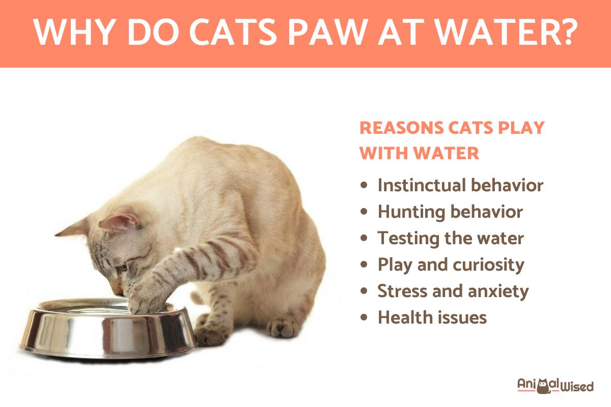 ¿por Qué Los Gatos Tocan El Agua?