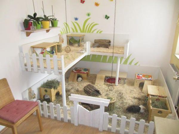 Guía paso a paso para preparar la jaula de una cobaya - Paso 6