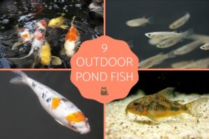 9 Peces Para Un Estanque Al Aire Libre