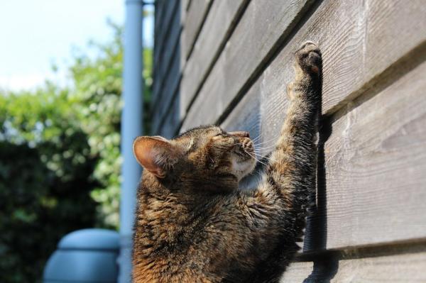 ¿Por qué mi gato araña los muebles? - Cómo conseguir que tu gato deje de arañar los muebles