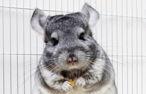 ¿Por qué chillan las chinchillas?  - Varias amenazas
