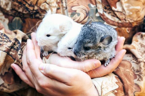 ¿Por qué chillan las chinchillas?  - Durante el sueño