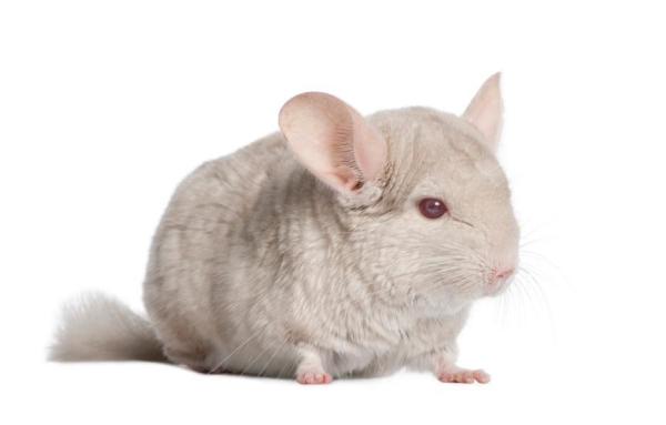 ¿Por qué chillan las chinchillas?  - Pelea entre chinchillas
