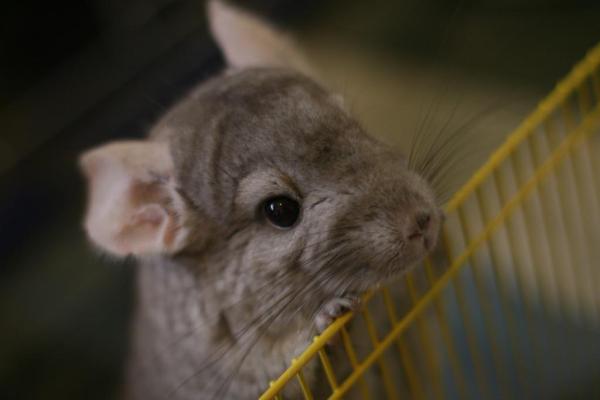 ¿Por qué chillan las chinchillas?  - Chinchillas en celo