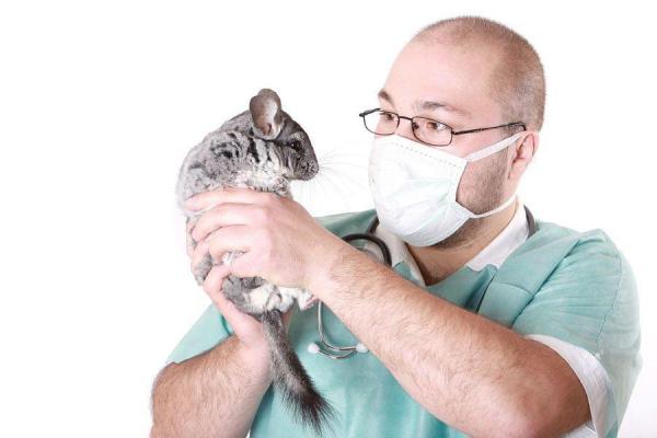 ¿Por qué chillan las chinchillas?  - 